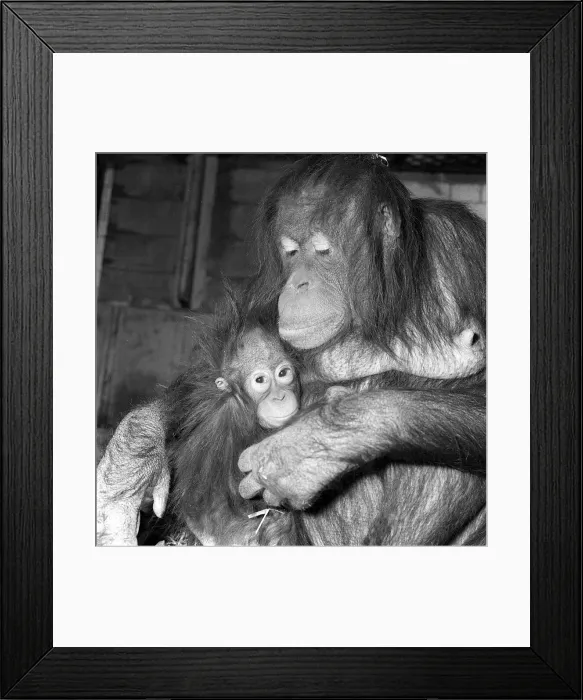 Framed Print : Orangutan with baby Framed Print : Orangutan with baby
