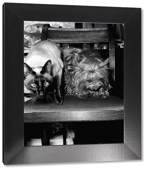 Twiggy the siamese cat and Tiger the Yorkshire terrier January 1978 Twiggy saved