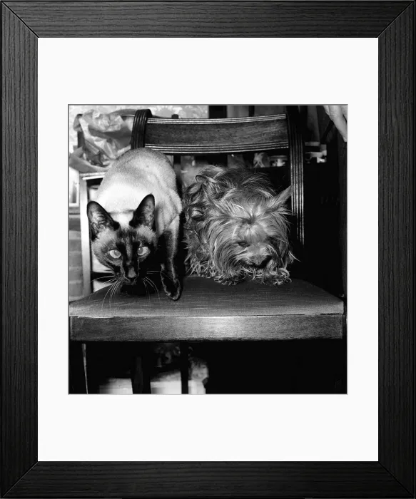 Framed Print : Twiggy the siamese cat and Tiger the Yorkshire terrier January 1978 Twiggy saved Framed Print : Twiggy the siamese cat and Tiger the Yorkshire terrier January 1978 Twiggy saved