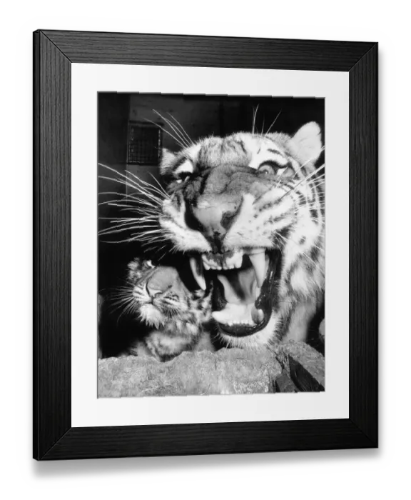 Framed Print : Amega the Tigress with her three month old cubs at Marwell Zoo became fearful for her