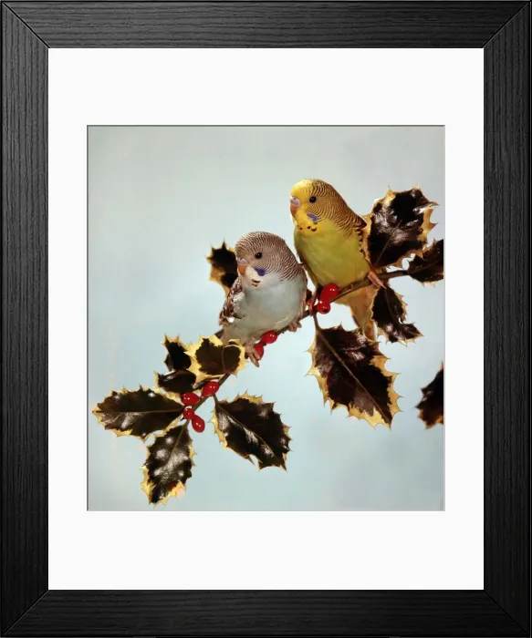 Framed Print : Two Budgies sitting on a holly branch circa 1975