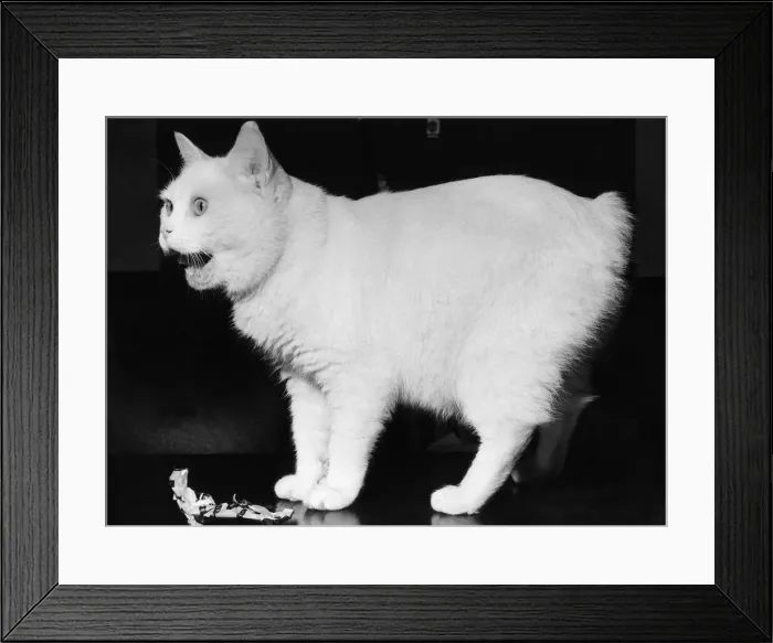 Framed Print : Brumas, the Manx cat - full name Champion Noend White Brumas - a prolific prize winner