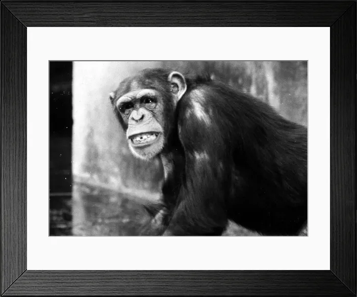 Framed Print : Chimpanzee at Chester Zoo April 1971 meg and sue Framed Print : Chimpanzee at Chester Zoo April 1971 meg and sue
