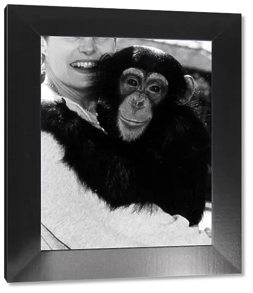 Chimpanzee and Ailsa Berk October 1984 Lucy the Chimp