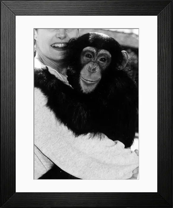 Framed Print : Chimpanzee and Ailsa Berk October 1984 Lucy the Chimp Framed Print : Chimpanzee and Ailsa Berk October 1984 Lucy the Chimp