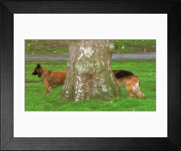 Framed Print : Well ard and Saracen team up behind a tree as they take a stroll in Green Park near Framed Print : Well ard and Saracen team up behind a tree as they take a stroll in Green Park near