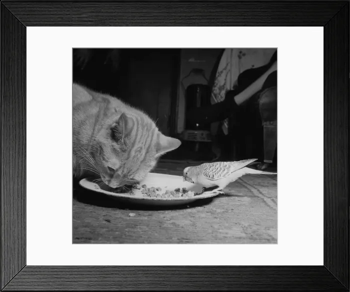 Framed Print : Birds Budgies January 1955 Tiger the tabby cat sharing his food with Jimmy