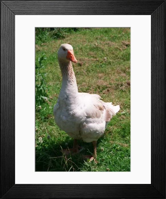 Framed Print : Animals Birds Goose July 1996 Framed Print : Animals Birds Goose July 1996