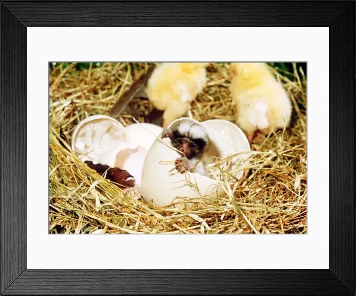 Framed Print : April Fool joke The Chickpanzee a small Monkey hatching from an egg Framed Print : April Fool joke The Chickpanzee a small Monkey hatching from an egg