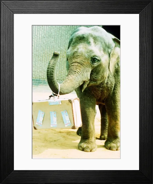 Framed Print : Elephant June 1993 A©Mirrorpix Framed Print : Elephant June 1993 A©Mirrorpix