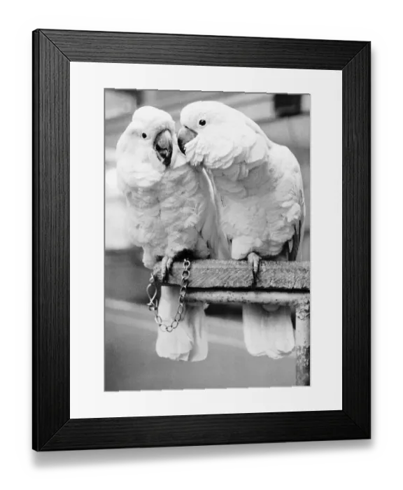 Framed Print : Cockatoos at Bristol Zoo 1959 Framed Print : Cockatoos at Bristol Zoo 1959