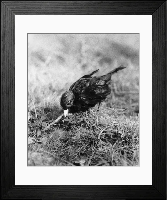 Framed Print : Blackbird pulling worm out of ground April 1957 Framed Print : Blackbird pulling worm out of ground April 1957