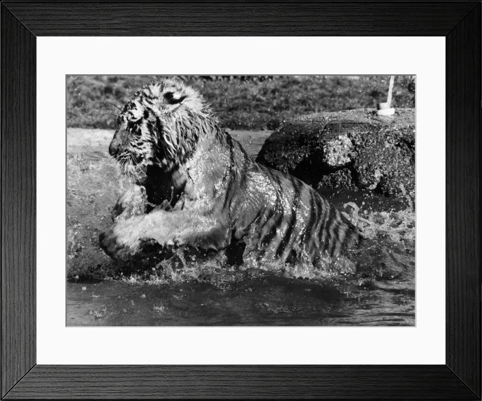 Framed Print : Tiger at Maxwell Park Zoo in water 1980