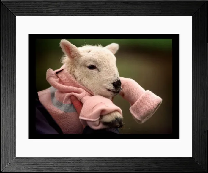 Framed Print : Newly born Lamb Claudia with the new woollen jumper March 1998 Framed Print : Newly born Lamb Claudia with the new woollen jumper March 1998