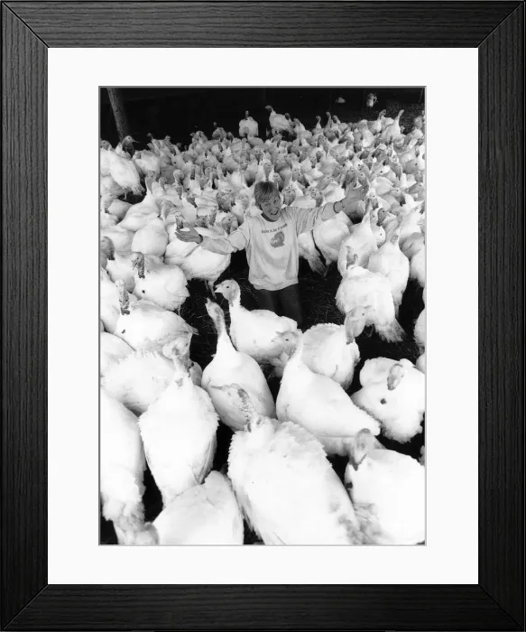 Framed Print : Teddah Marden Ranger Turkey farmer and birds Kent 1989 Framed Print : Teddah Marden Ranger Turkey farmer and birds Kent 1989