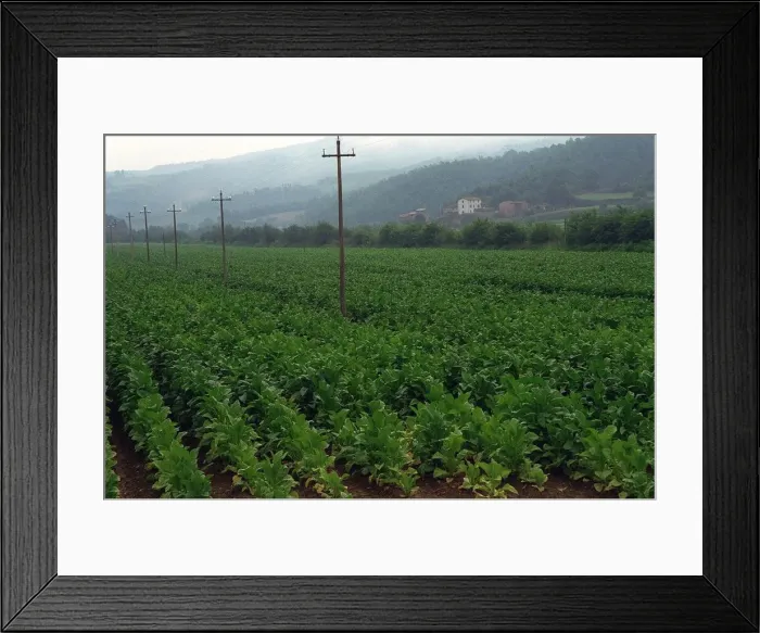 Framed Print : Italy Umbria Tobacco Plant Field