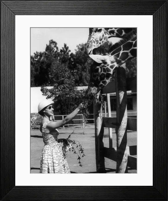Framed Print : Princess Margaret photographed on an animal farm at Arusha Framed Print : Princess Margaret photographed on an animal farm at Arusha