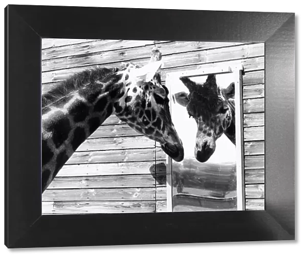 Maxi the Giraffe gazing at reflection in mirror May 1980