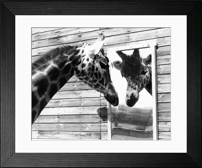 Framed Print : Maxi the Giraffe gazing at reflection in mirror May 1980 Framed Print : Maxi the Giraffe gazing at reflection in mirror May 1980
