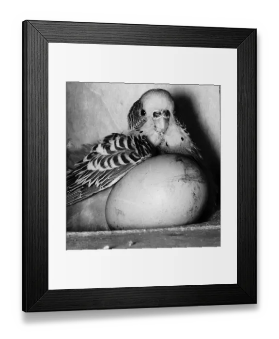 Framed Print : Josephine the Budgie sitting on hens egg 1959 Framed Print : Josephine the Budgie sitting on hens egg 1959