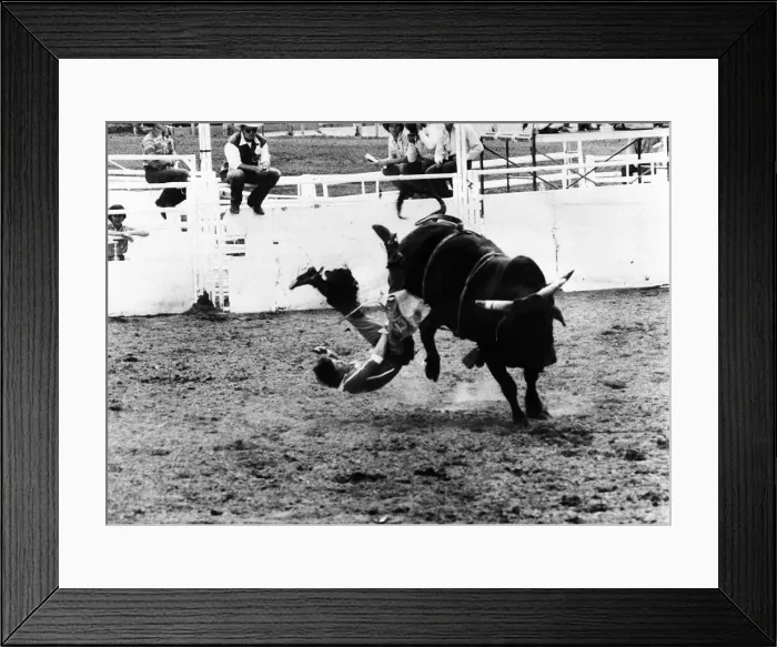 Framed Print : John Wollenburg thrown off bull at Calgary Rodeo 1981 Framed Print : John Wollenburg thrown off bull at Calgary Rodeo 1981