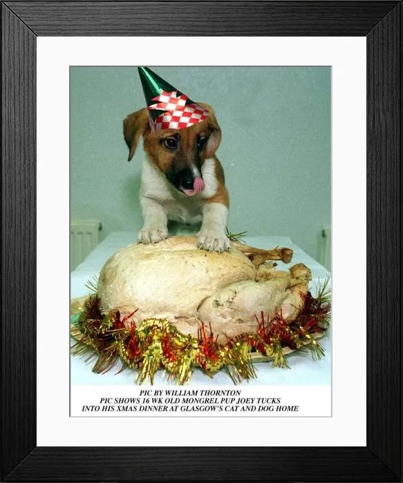 Framed Print : Joey the dog tucks into his christmas dinner at the Glasgow