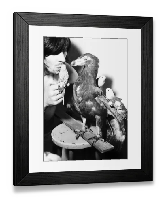 Framed Print : Don Crown singer with budgies and stuffed bird 1970 Framed Print : Don Crown singer with budgies and stuffed bird 1970