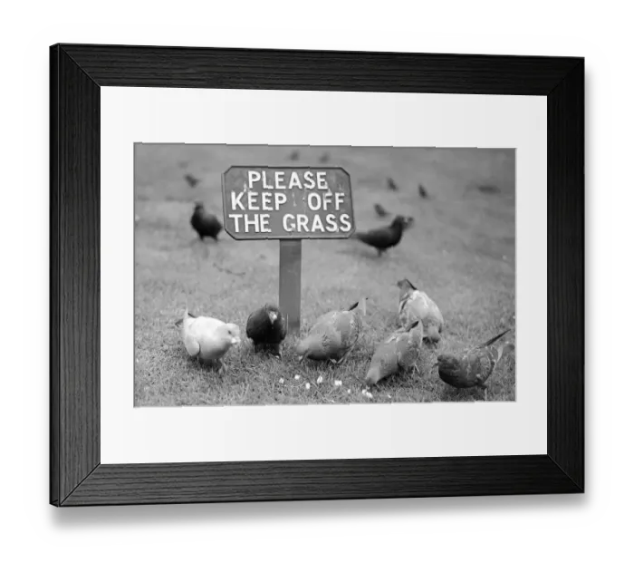 Framed Print : Pigeons disregarding the sign Please Keep Off the Grass whilst feeding on grass seed in a Framed Print : Pigeons disregarding the sign Please Keep Off the Grass whilst feeding on grass seed in a