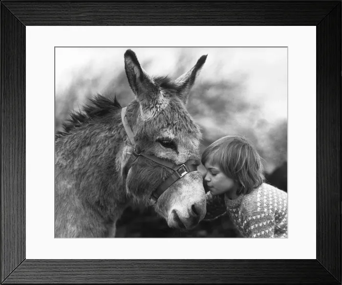 Framed Print : 9 year old Debbie Wright with Sunshine the Donkey who appeared in the TV show
