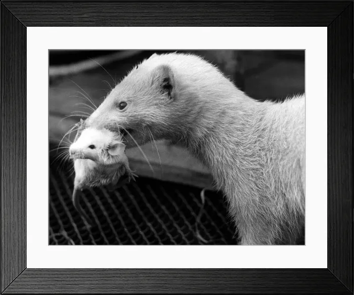 Framed Print : A Ferret lifting a baby mouse with its teeth 1973 The mouse had been adopted by Framed Print : A Ferret lifting a baby mouse with its teeth 1973 The mouse had been adopted by