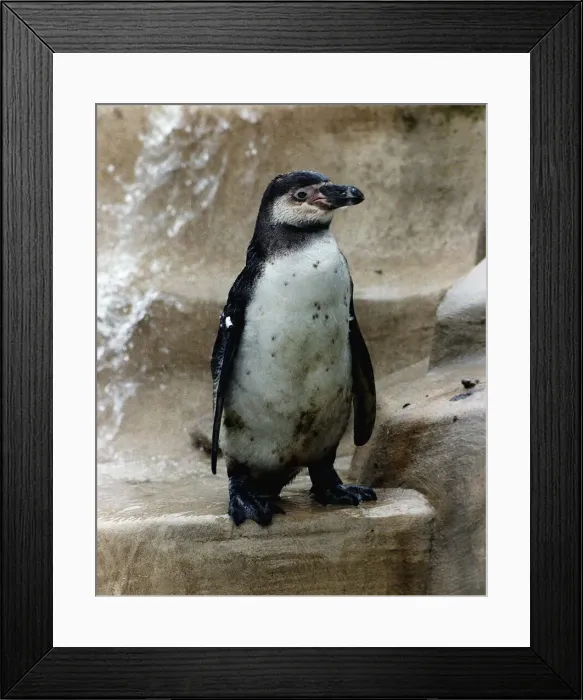 Framed Print : Percy the Penguin is the last surviving Penguin at the Cotswold Wildlife Park in Burford