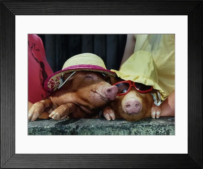 Framed Print : Animals Pigs wearing sun bonnets Framed Print : Animals Pigs wearing sun bonnets