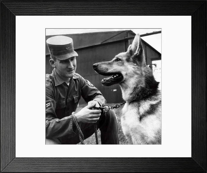 Framed Print : Alsatian Dog serving in the U. S. Army base in Alconbury Framed Print : Alsatian Dog serving in the U. S. Army base in Alconbury