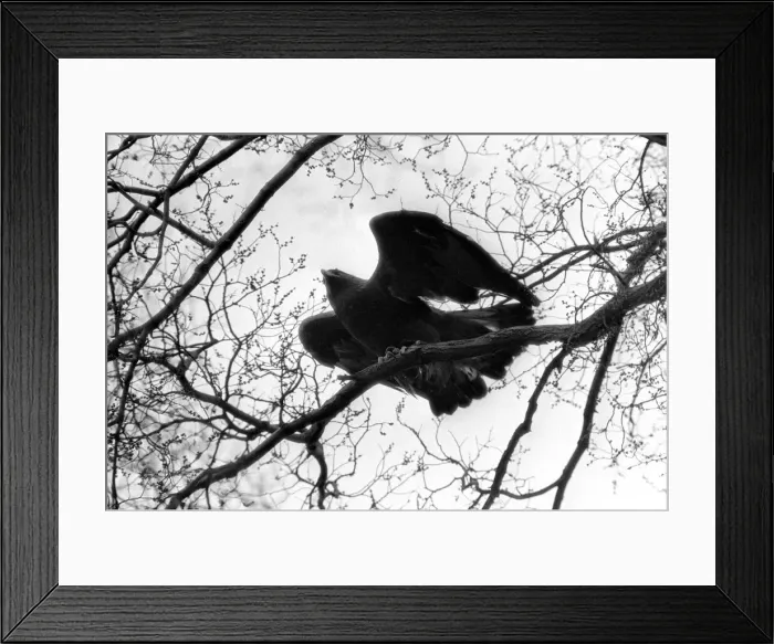 Framed Print : Birds Birds of Prey Golden Eagle Goldie, sitting perched high up in a tree in Regents Framed Print : Birds Birds of Prey Golden Eagle Goldie, sitting perched high up in a tree in Regents