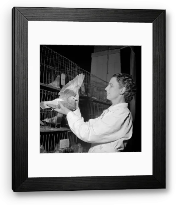 Framed Print : Judging of a bird at the People Show of Racing Pigeons Judge holding bird Framed Print : Judging of a bird at the People Show of Racing Pigeons Judge holding bird