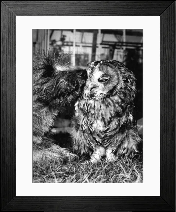 Framed Print : Everyone has heard about the remarkable friendship between the owl