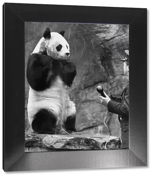The giant Panda Chi-Chi at London Zoo gets to speak to her friend An-An