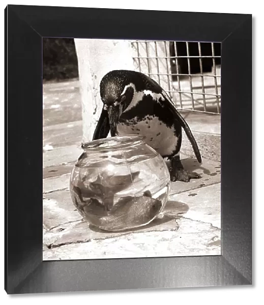 Houdini the Penguin eyes the goldfish bowl for a free feed goldfish birds