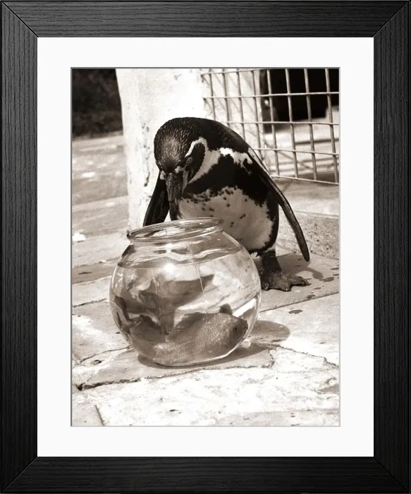 Framed Print : Houdini the Penguin eyes the goldfish bowl for a free feed goldfish birds Framed Print : Houdini the Penguin eyes the goldfish bowl for a free feed goldfish birds