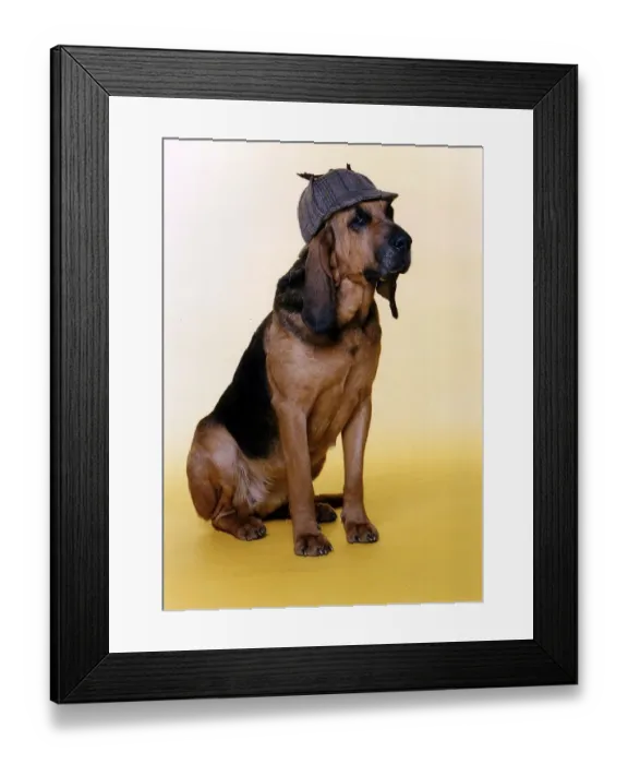Framed Print : Animals Dogs Bloodhound wears deer stalker hat to impersonate Sherlock Holmes