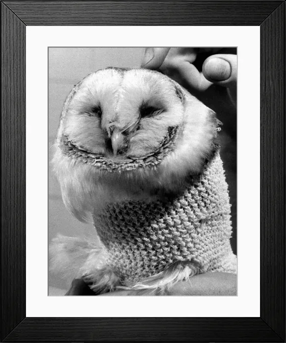 Framed Print : Barney the owl gets treatment at a Battersea Vets surgery after a flying accident damaged