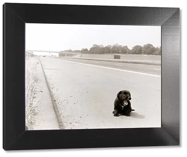 An abandoned puppy was running a real gauntlet of death along the fast lane of the M23