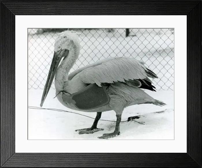 Framed Print : Percy the elderly Pelican with a hot water bottle tucked under his wing January Framed Print : Percy the elderly Pelican with a hot water bottle tucked under his wing January