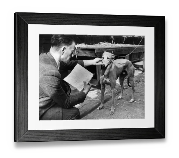Framed Print : The race manager at the Sunbury on Thames and Park Royal greyhound track checks