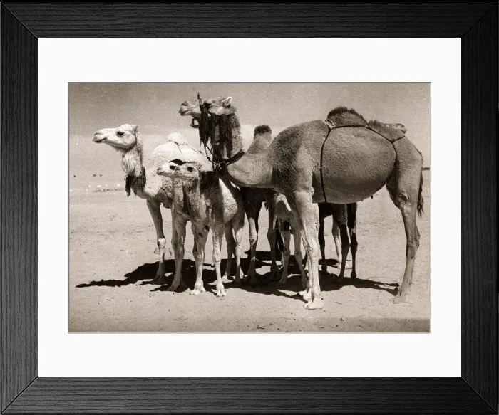 Framed Print : The Sahara Camel - Special Breed - youngsters have black noses Framed Print : The Sahara Camel - Special Breed - youngsters have black noses