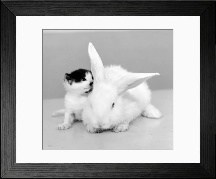 Framed Print : Kitten with Rabbit August 1959 A©Mirrorpix Framed Print : Kitten with Rabbit August 1959 A©Mirrorpix