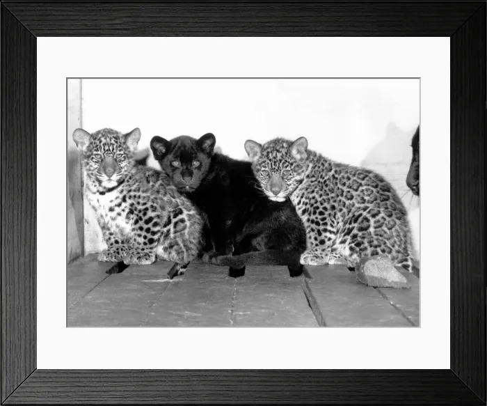 Framed Print : Jackson the Black Jaguar sits in between his two brothers Framed Print : Jackson the Black Jaguar sits in between his two brothers