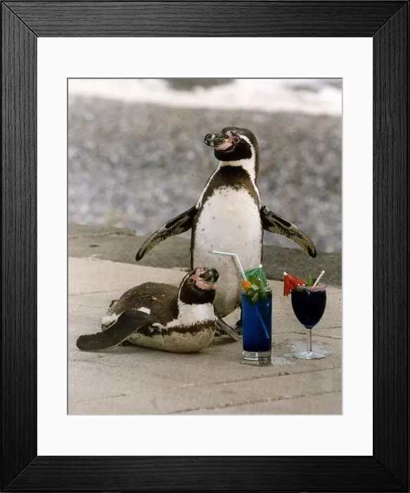 Framed Print : Birds Penguins with cocktail drinks at the Drusillas Park Zoo, Sussex Framed Print : Birds Penguins with cocktail drinks at the Drusillas Park Zoo, Sussex