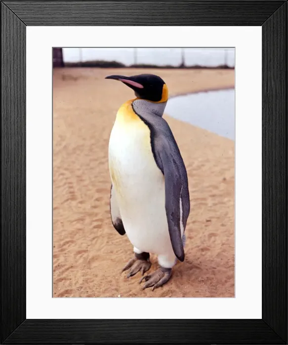 Framed Print : Birds - Penguins Penguin - May 1960 at Whipsnade Zoo Framed Print : Birds - Penguins Penguin - May 1960 at Whipsnade Zoo
