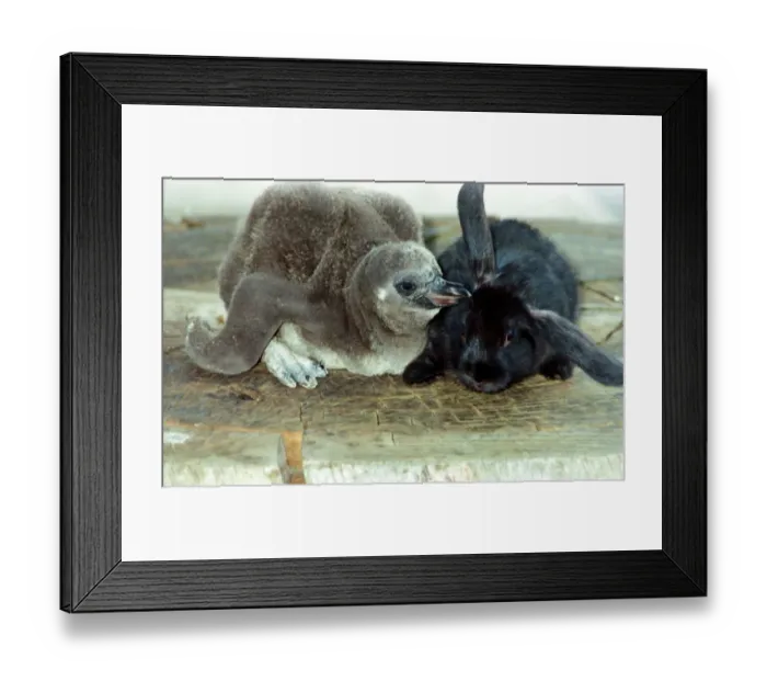 Framed Print : Flopsy the bunny is foster mother to Beaky the baby penguin whispering into Framed Print : Flopsy the bunny is foster mother to Beaky the baby penguin whispering into